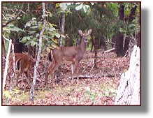 Whitetail Deer at Ozark Bluff Dwellers Cabin